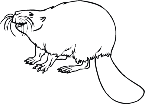 Beaver 14 Coloring Page